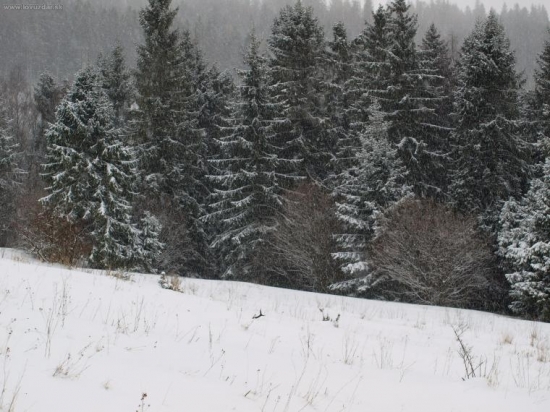 ako ihla v kope sena,dnes 1.