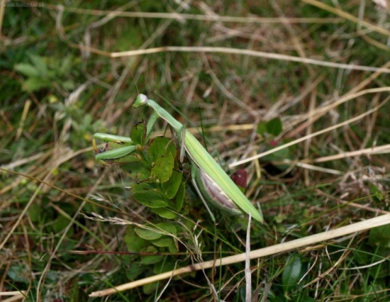 modlivka v 1200m.n.m