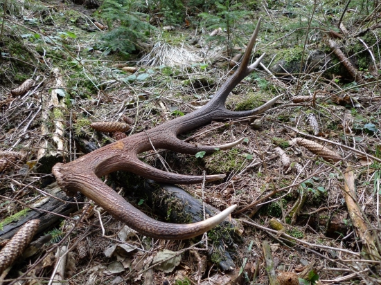 Dnes sa mi pošťastilo