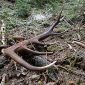 Dnes sa mi pošťastilo