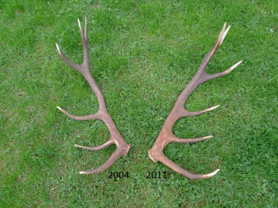 Ako by ich jedna mater mala