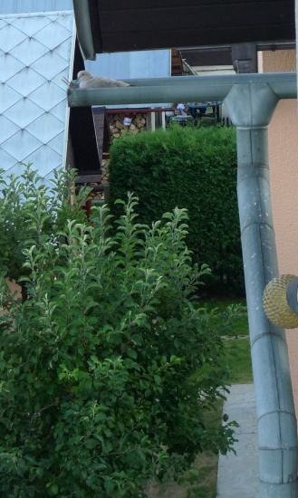 Kde hniezdi hrdlička.