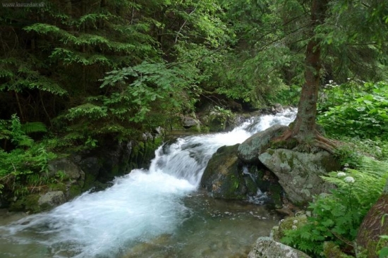Strom na kameni.