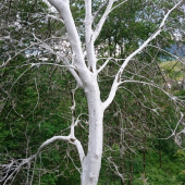 Priadzovec čremchovy