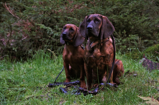 Při společném výcviku