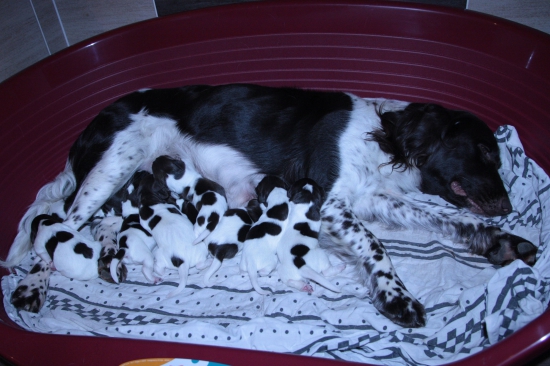 Předvánoční nadílka