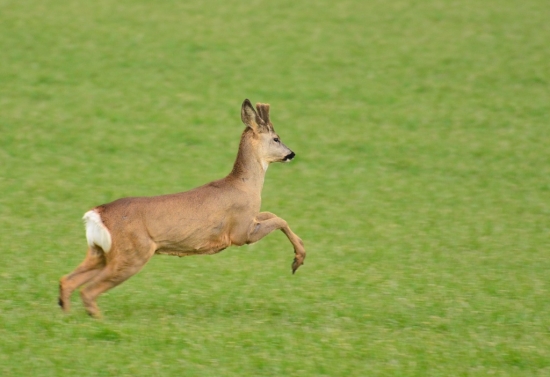 hop