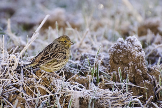 v jedno mrazive rano