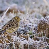 v jedno mrazive rano