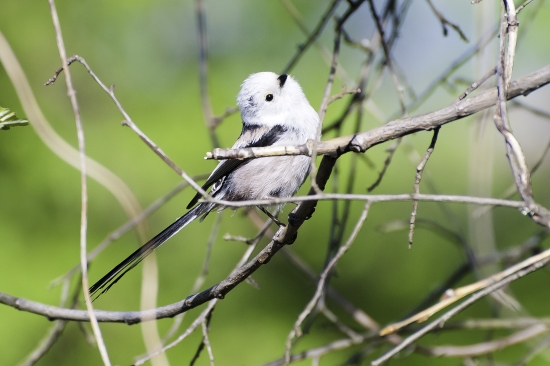 mlynarka dlhochvosta