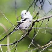 mlynarka dlhochvosta