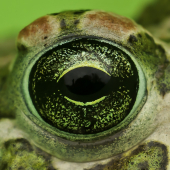 eye