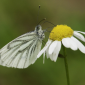 motyl