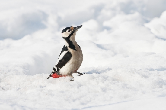 datel