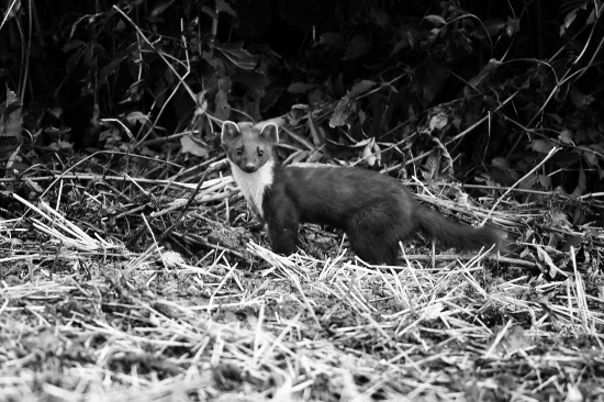 kuna