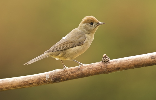 Penica čiernohlavá (Sylvia atricapilla)
