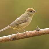 Penica čiernohlavá (Sylvia atricapilla)