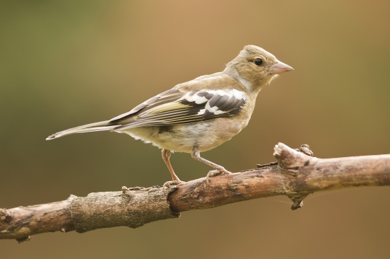 Pinka lesná (Fringilla coelebs) - samička