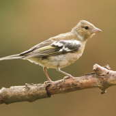 Pinka lesná (Fringilla coelebs) - samička