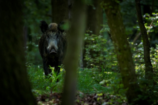 Starostliva mama