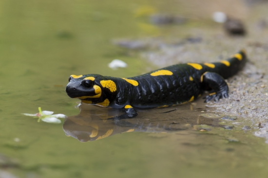 Salamandra