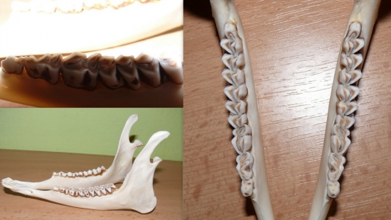 koľko rokov odhadujete ?