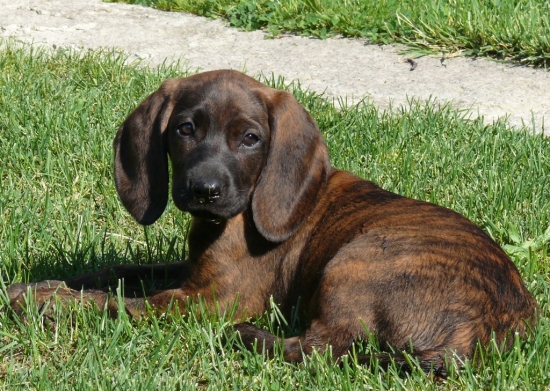 .....dievča z Oravy......