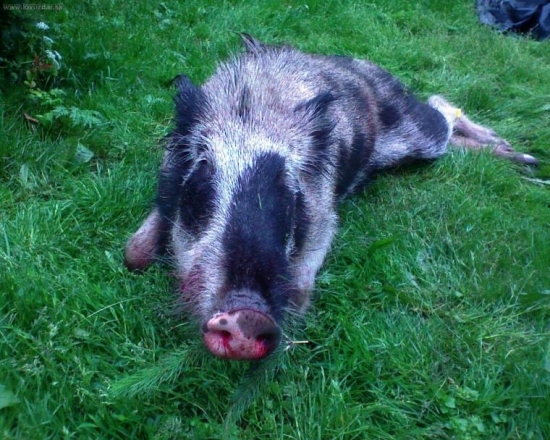 Čierno-biely diviak