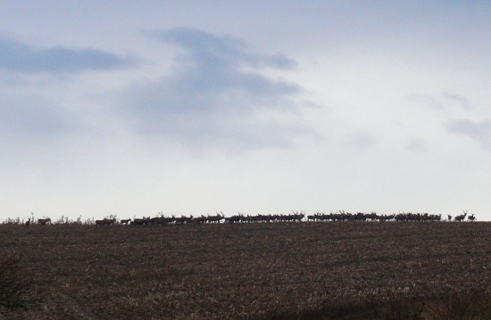 pár kusov vysokej.........