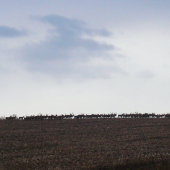 pár kusov vysokej.........