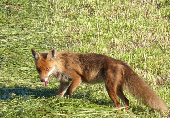Lišiak