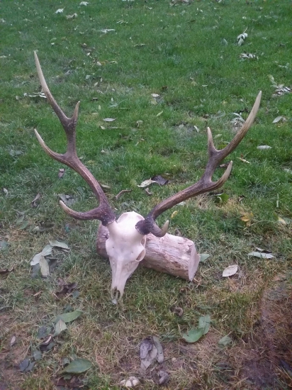 letošní sika