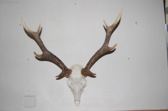 Sika