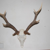 Sika