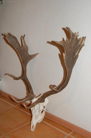 Loňský daněk