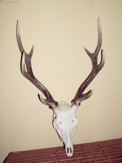 Sika