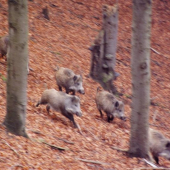 zachraň se kdo můžeš!