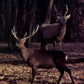 japončík a evropan