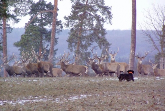 jezevčík a jeleni