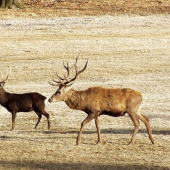 japonský a evropský jelen