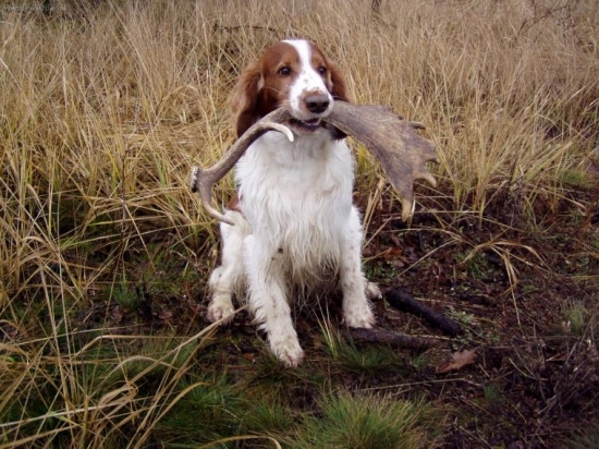 asistent při hledání :)