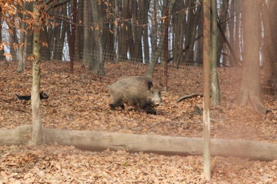 polročná Cherka sa už zaúča