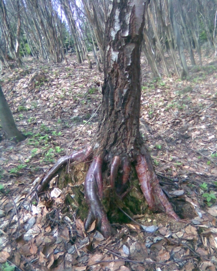 brezovec chobotnicový