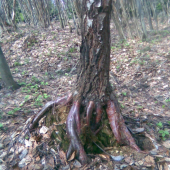brezovec chobotnicový
