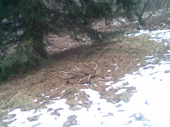 odmena strnastoraka za krmenie