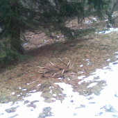 odmena strnastoraka za krmenie