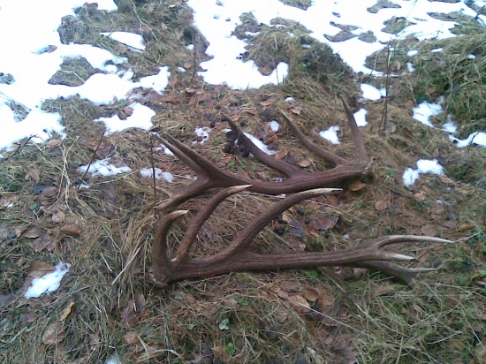 odmena strnastoraka za krmenie