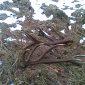 odmena strnastoraka za krmenie