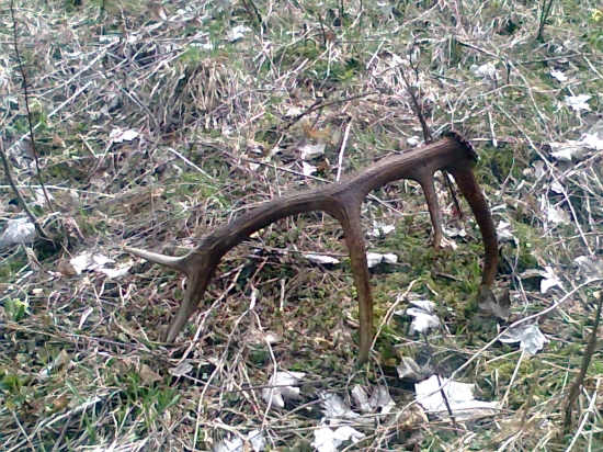 ....ako ma pekne cakal