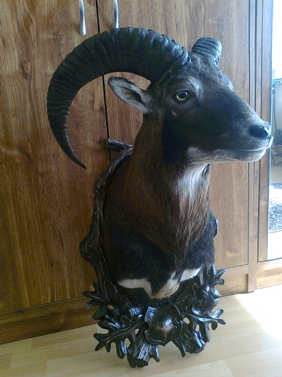 konecne ma svoju prvu trofej manzelka doma...